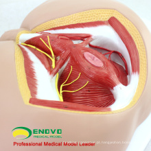 VENDA 12463 Life Size Anatomia Biologia Educação Masculino Perineum Medical Model